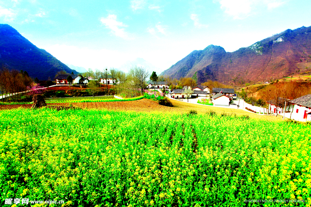 油菜花乡村