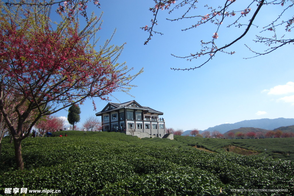 漳平永福樱花