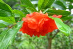石榴花