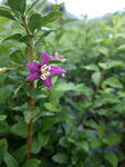 枸杞花