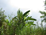 野生植物