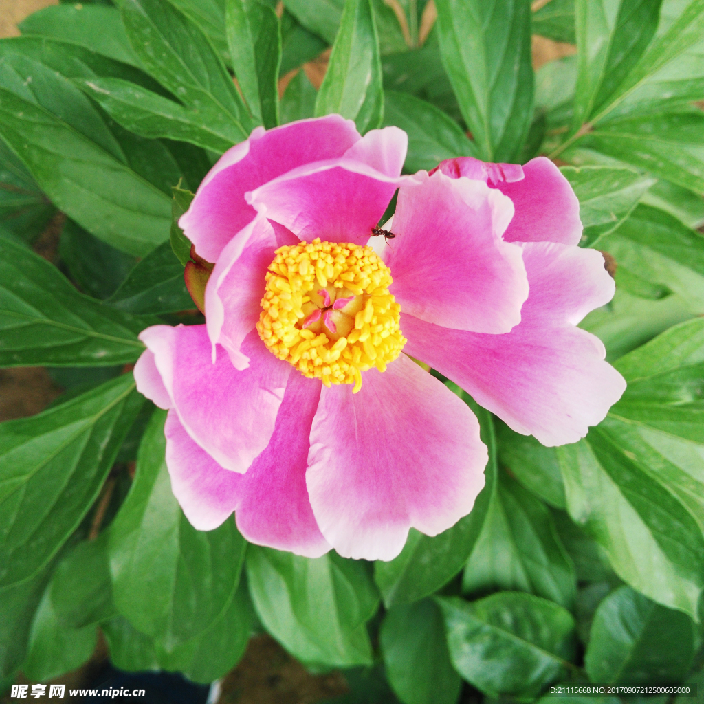 芍药
