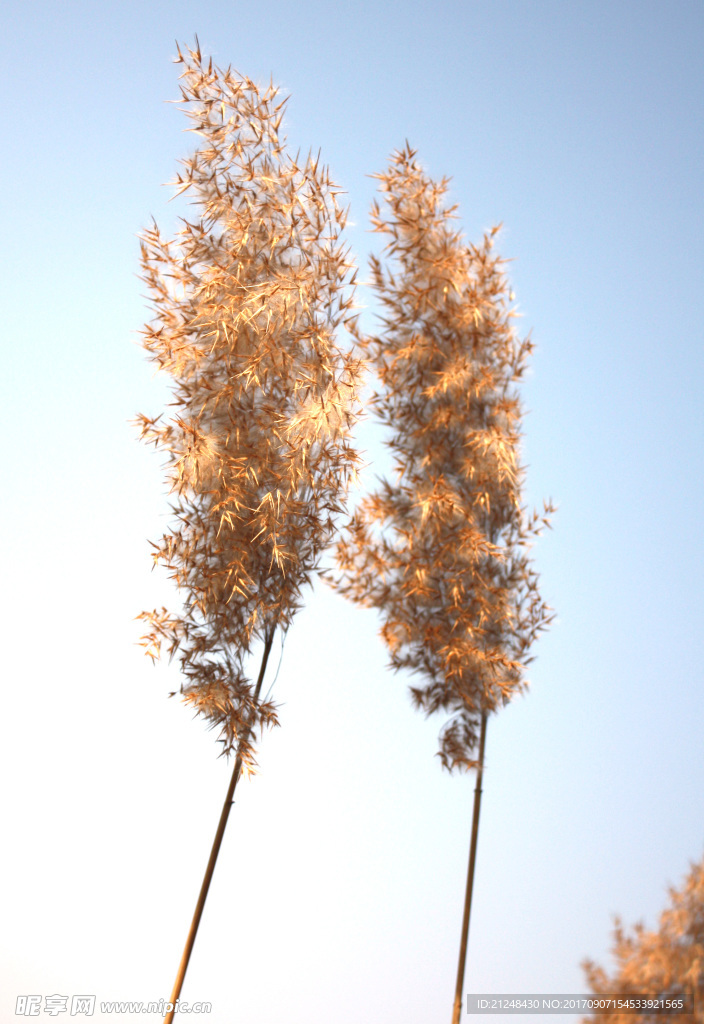 芦苇荡 江边芦苇 芦苇