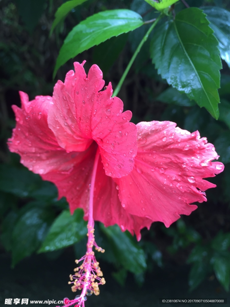 红色雨滴花