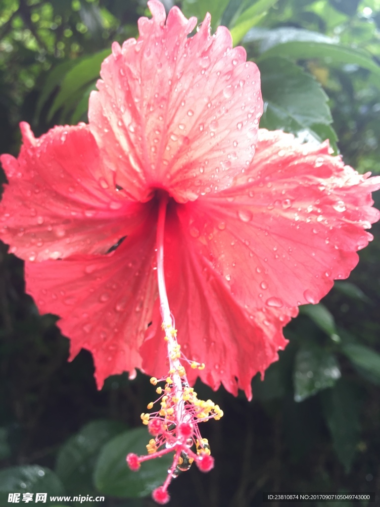 红色下雨花