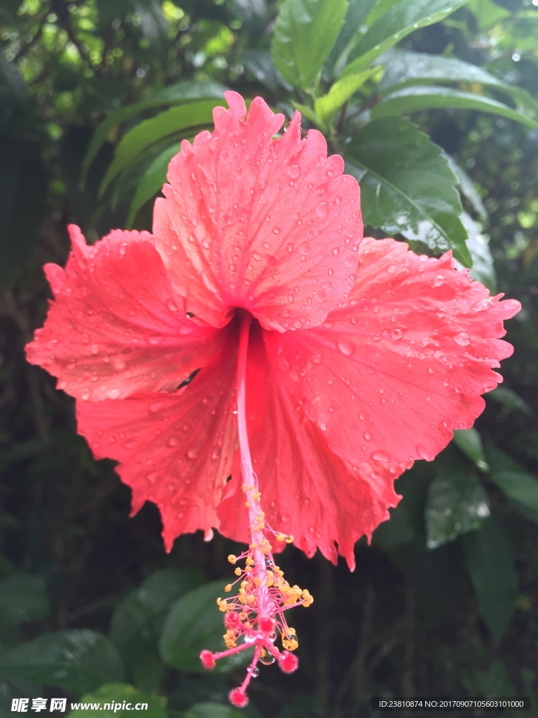 下雨天的花