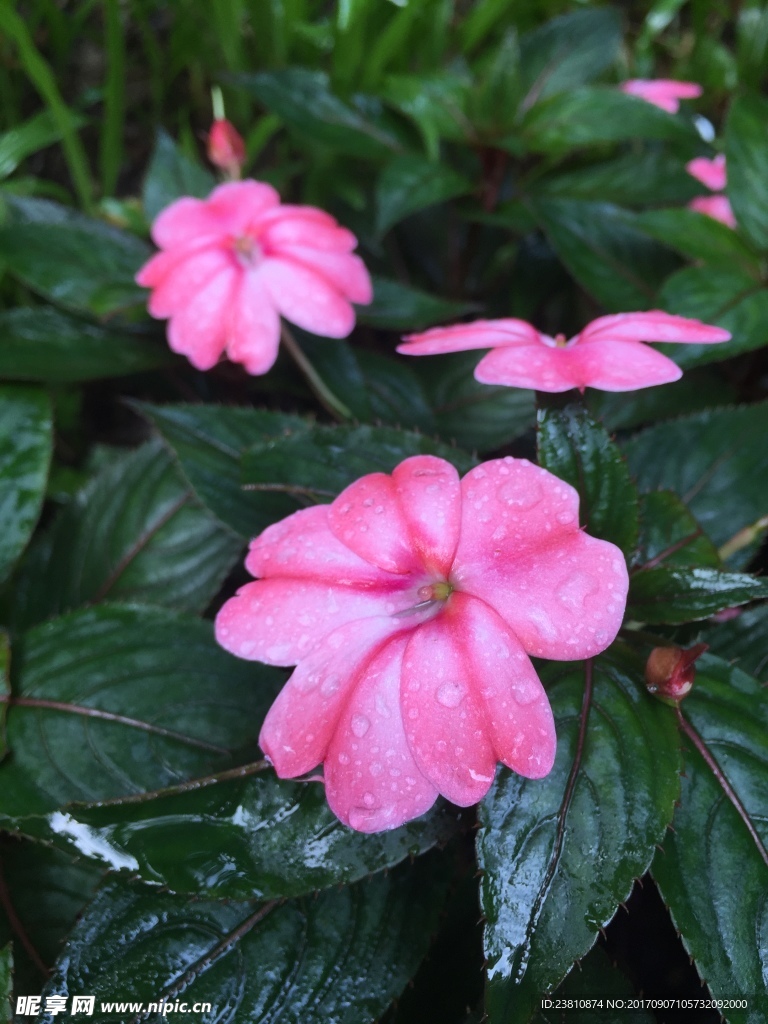 小红花下雨天摄影