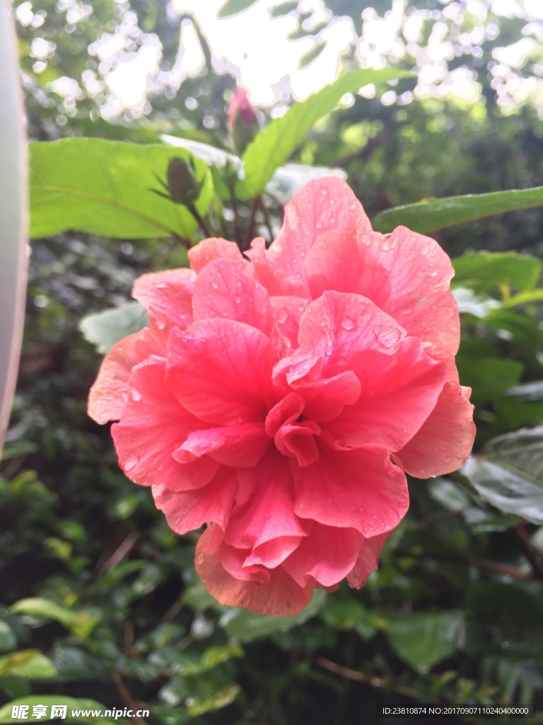 紫薇花摄影
