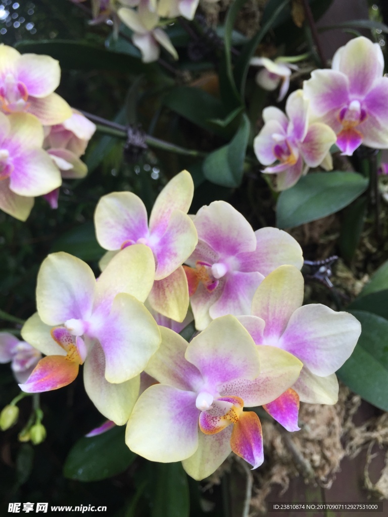 美丽的花摄影作品