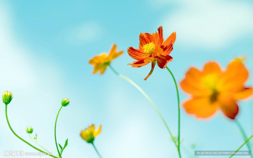 小花
