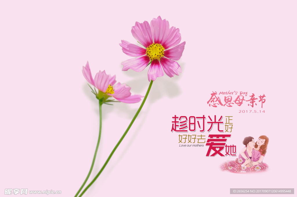 波斯菊感恩母亲节