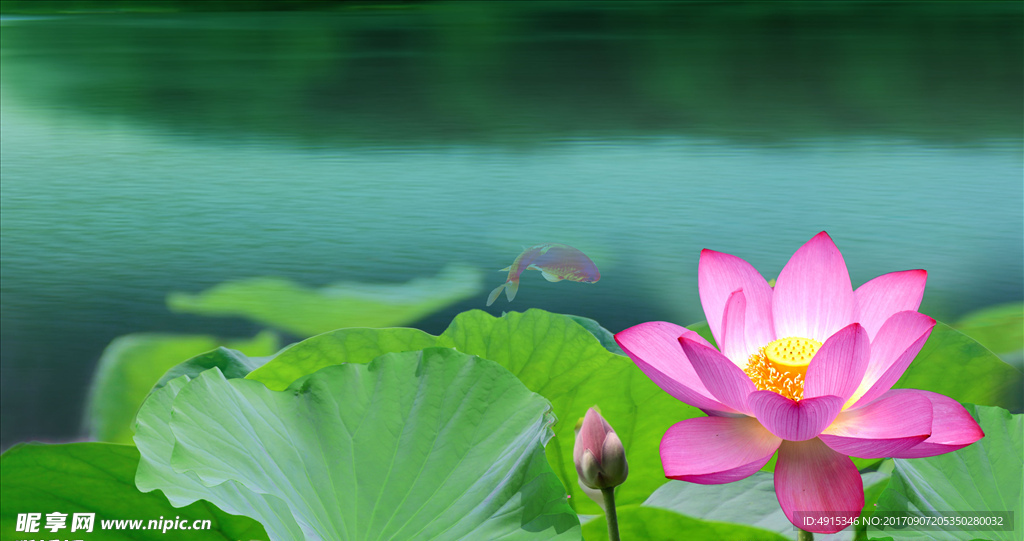 荷花