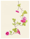 牵牛花手绘