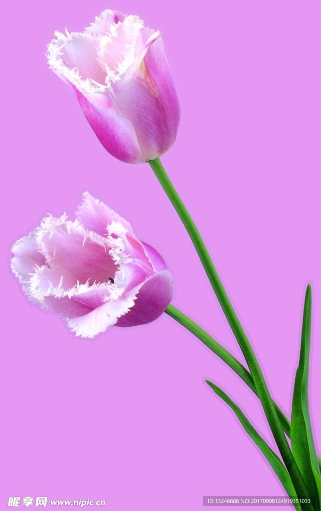 鲜花