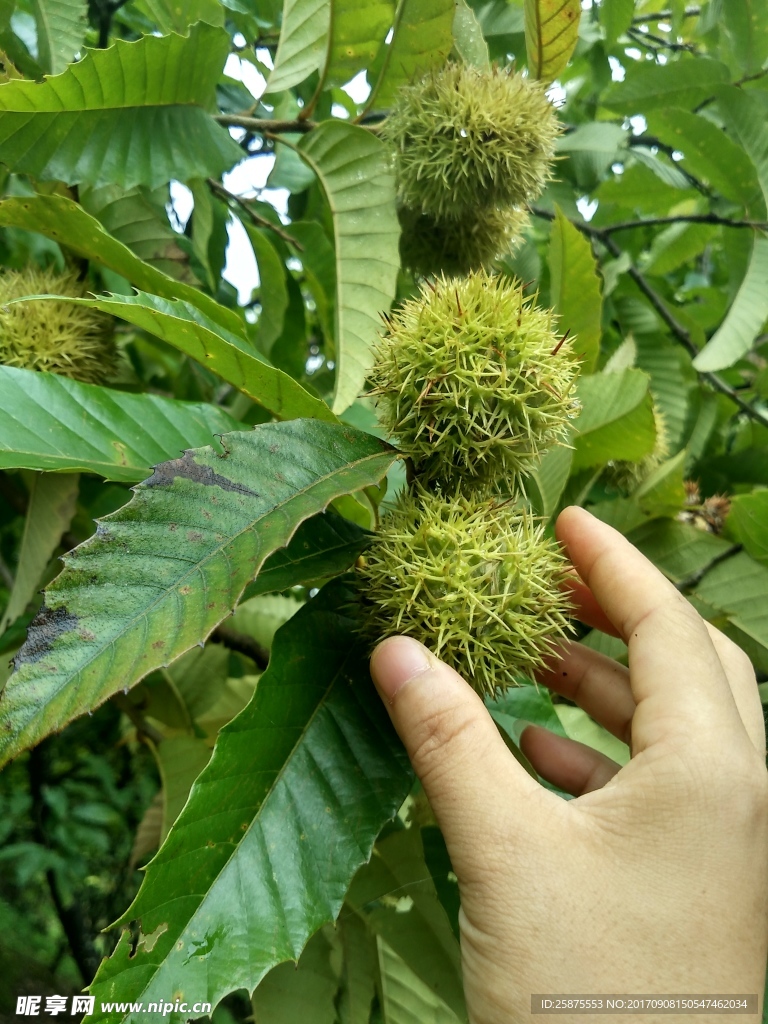 板栗