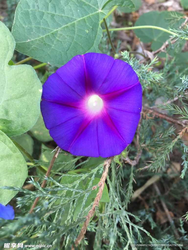 牵牛花