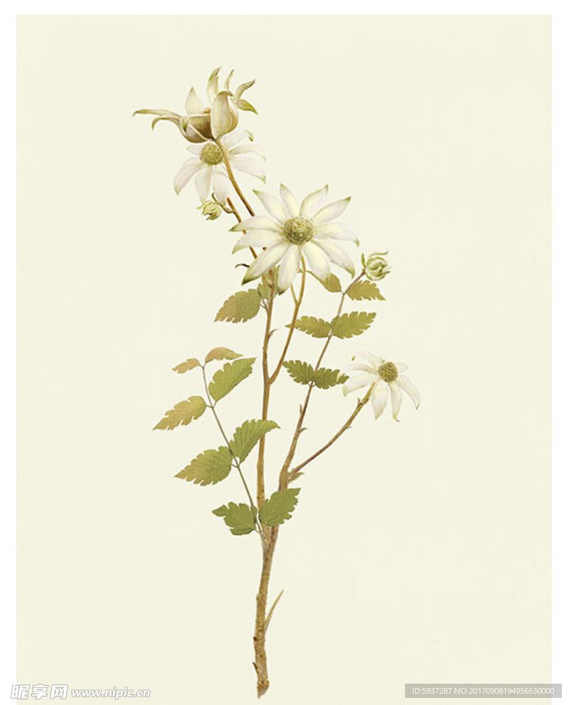 一束花