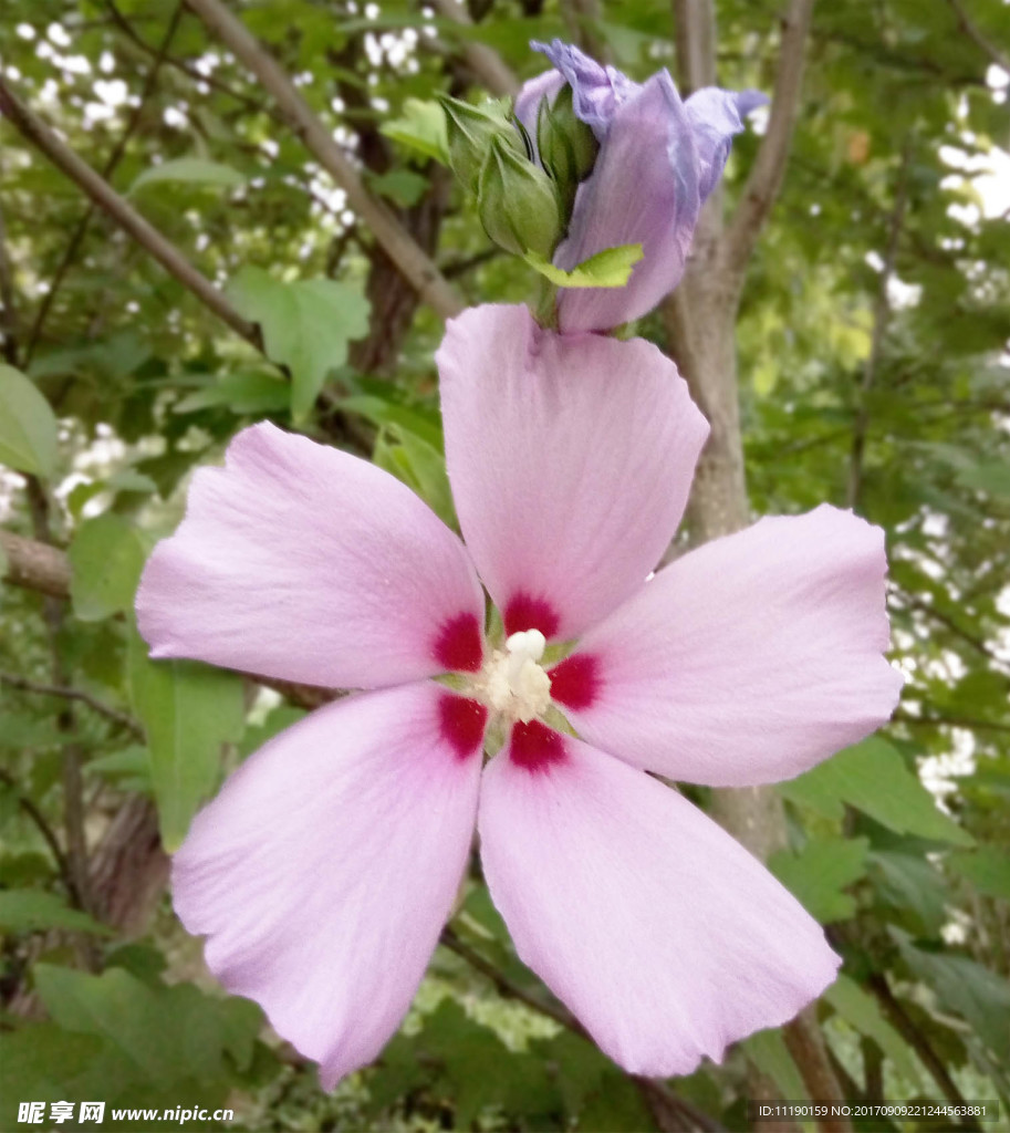 木槿花