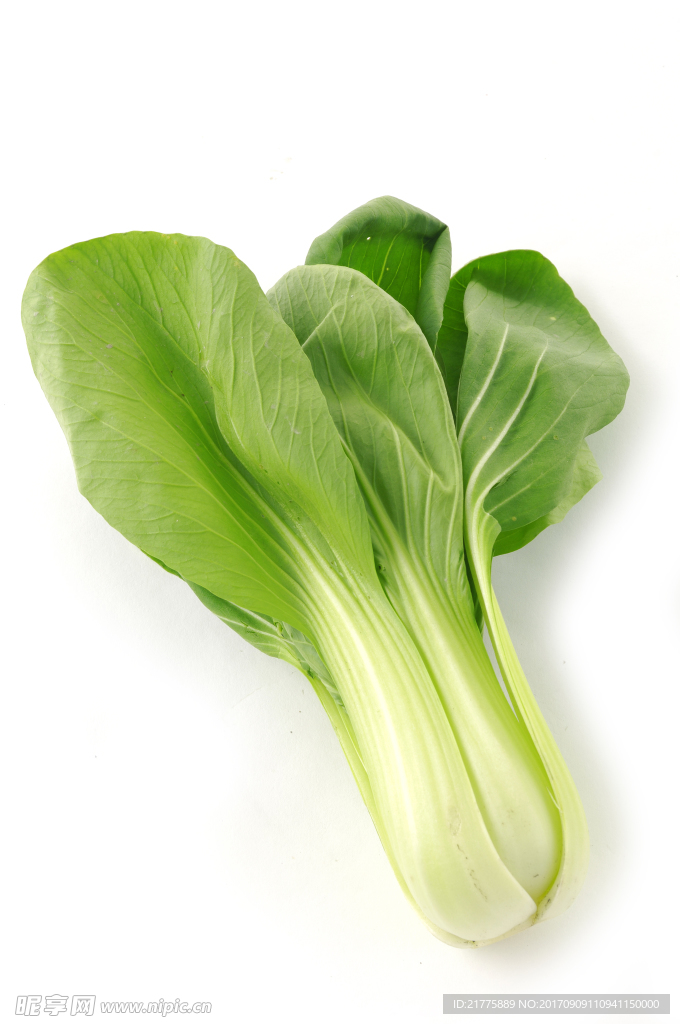 油菜