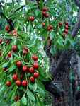 红枣树
