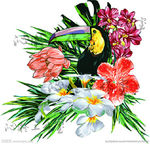 巨嘴鸟热带花卉
