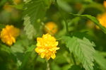 重瓣棣棠花