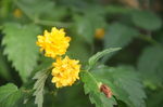 重瓣棣棠花