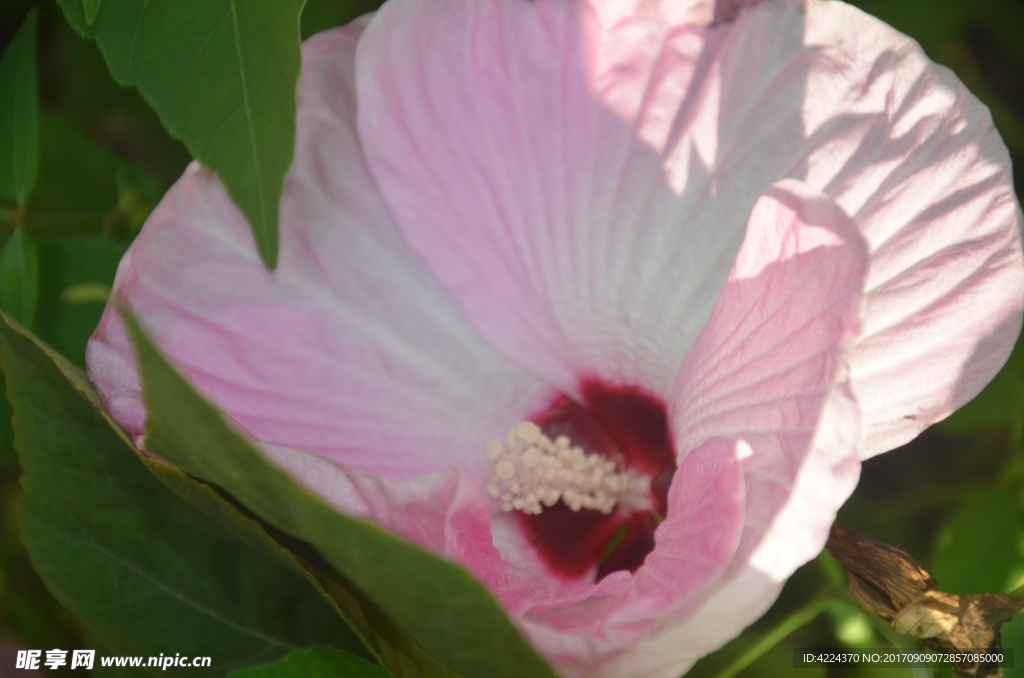芙蓉葵