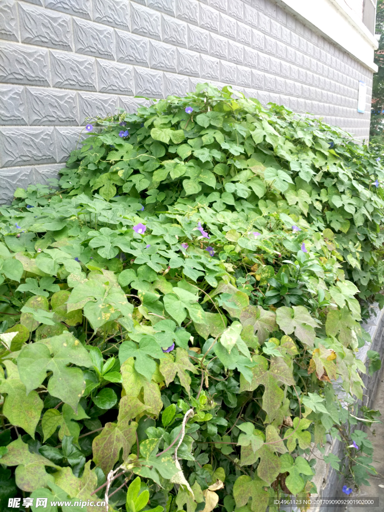 小区花坛牵牛花