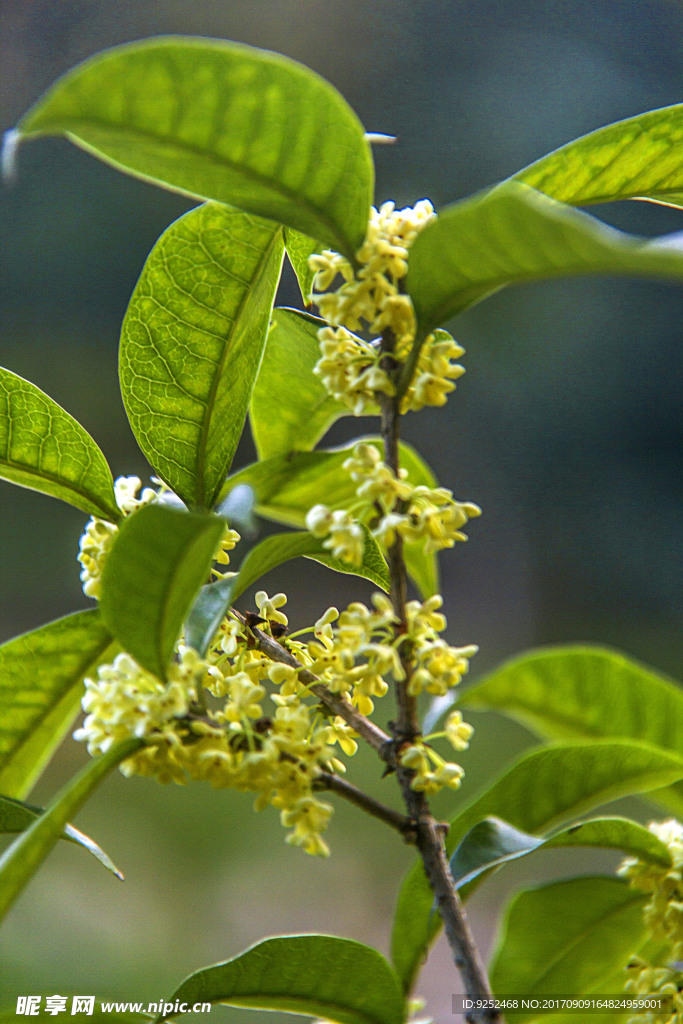 桂花树