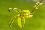 桂花