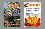 枇杷