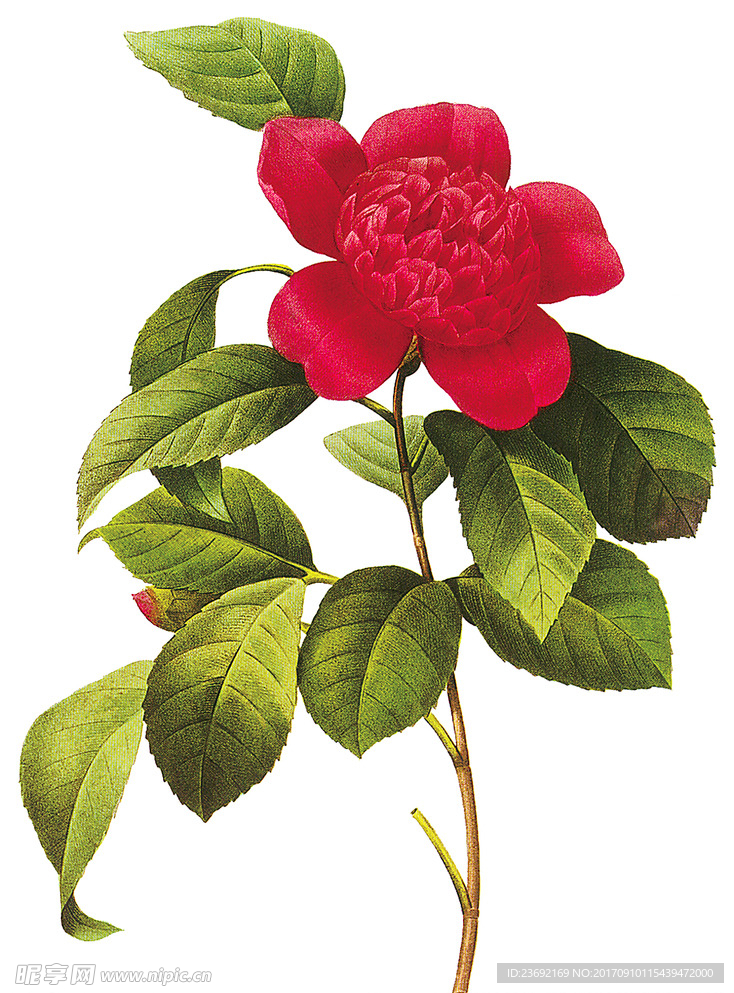 复古花 手绘花 水彩花
