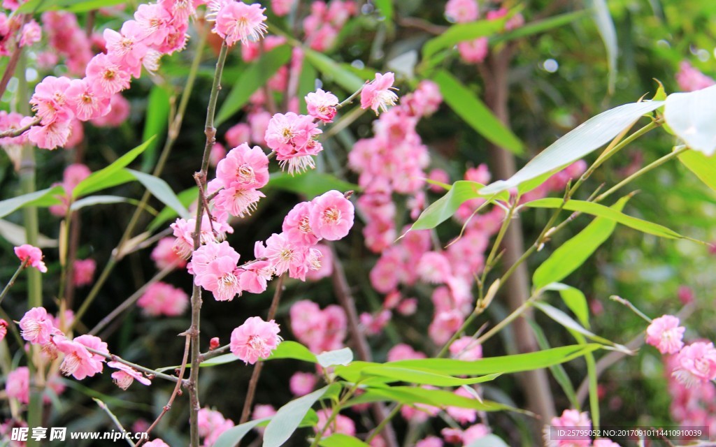 花