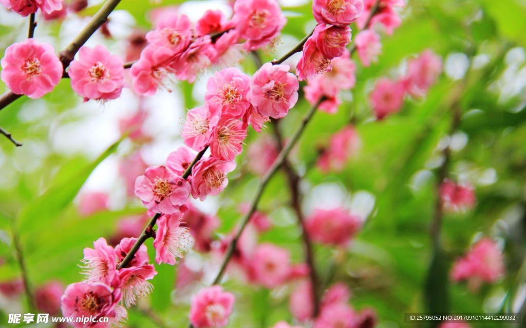 花