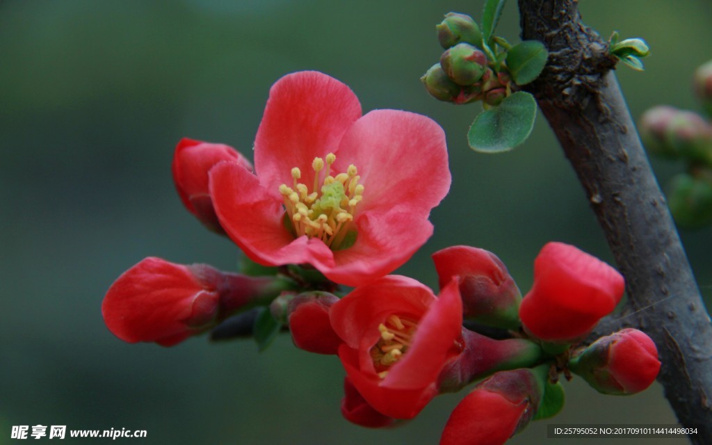花