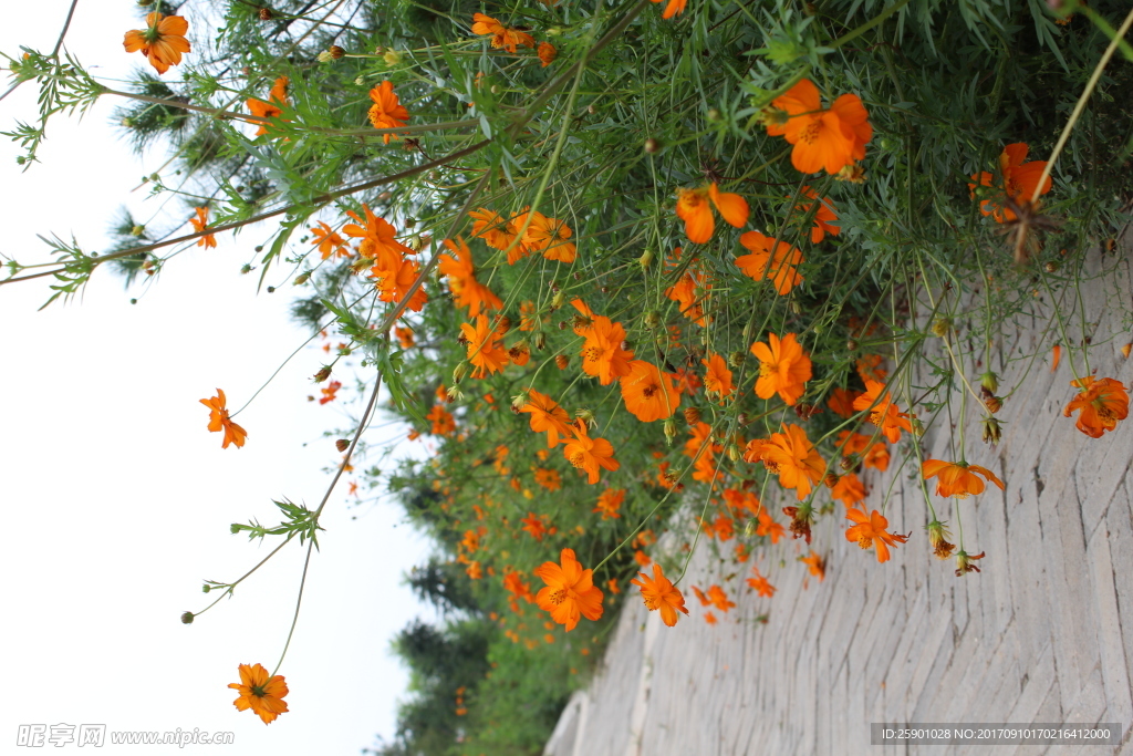路旁花