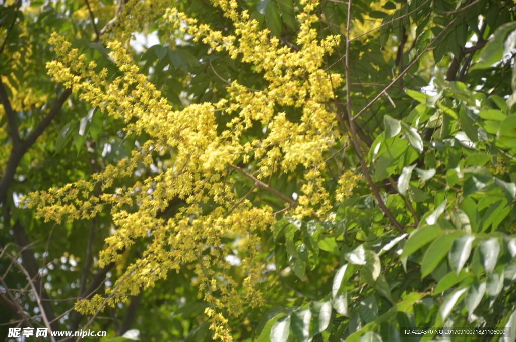 黄山栾树花