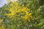 黄山栾树花