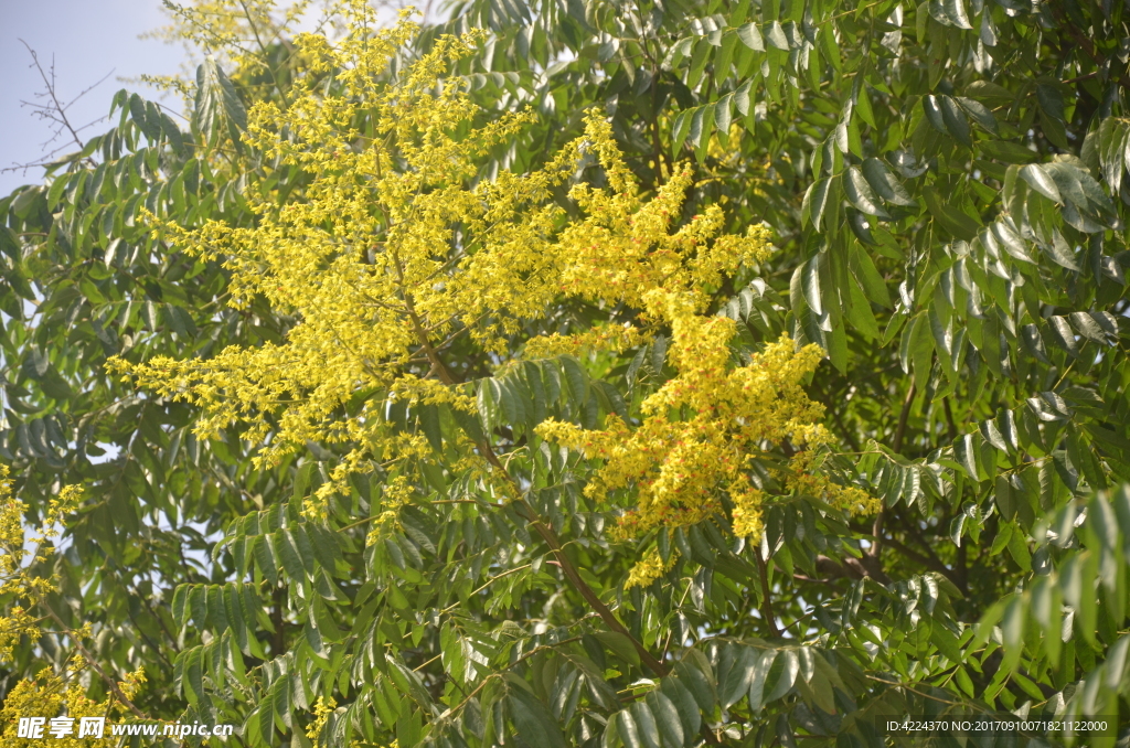 黄山栾树花