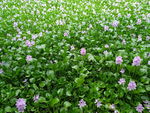 水葫芦