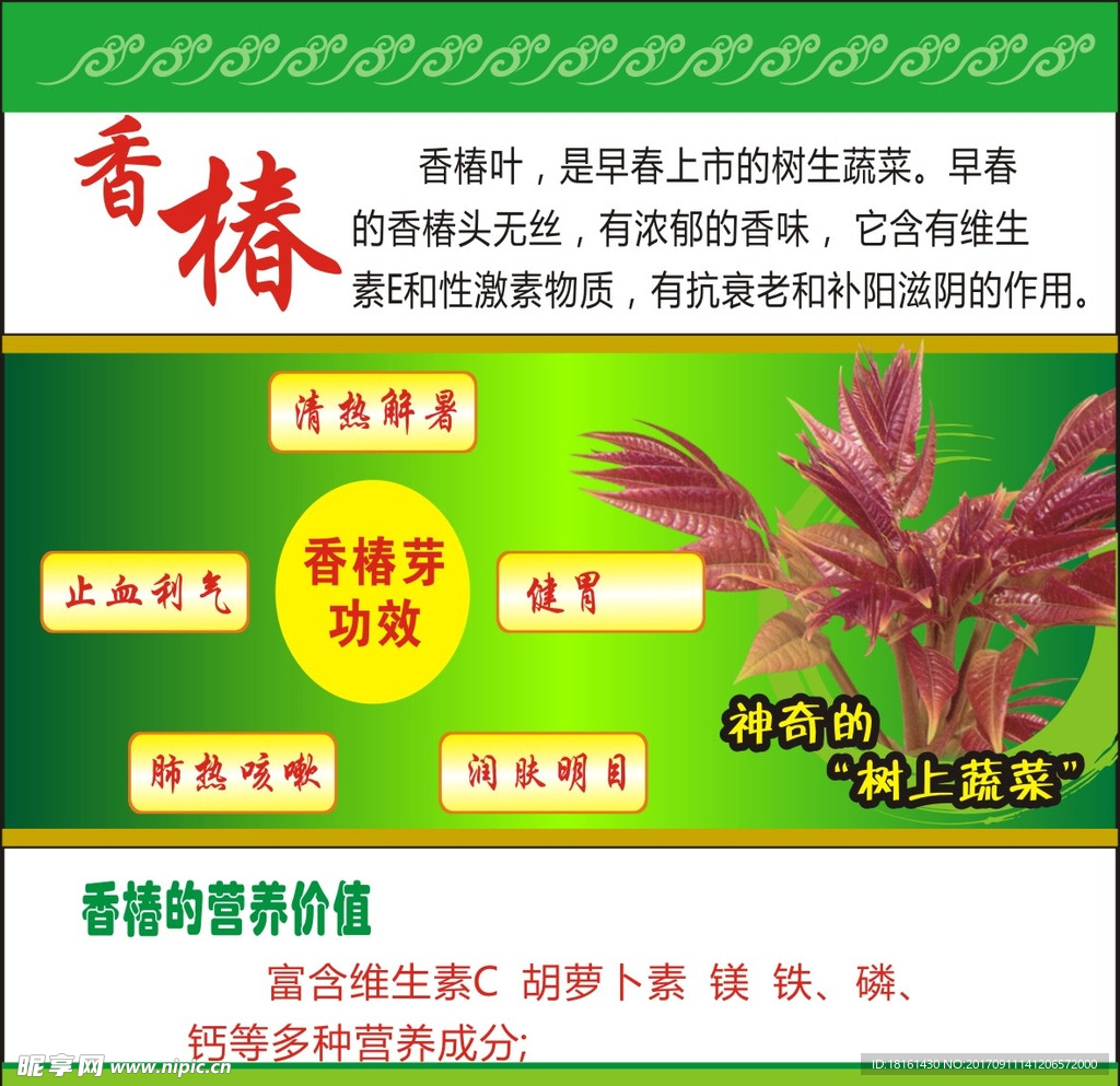 香椿标签