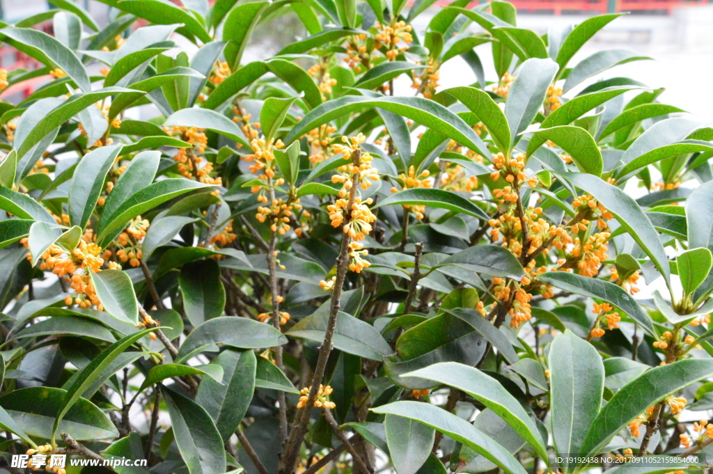 桂花