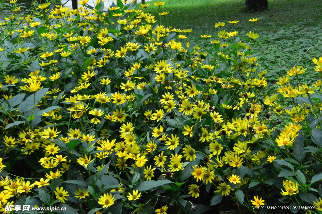 小黄花