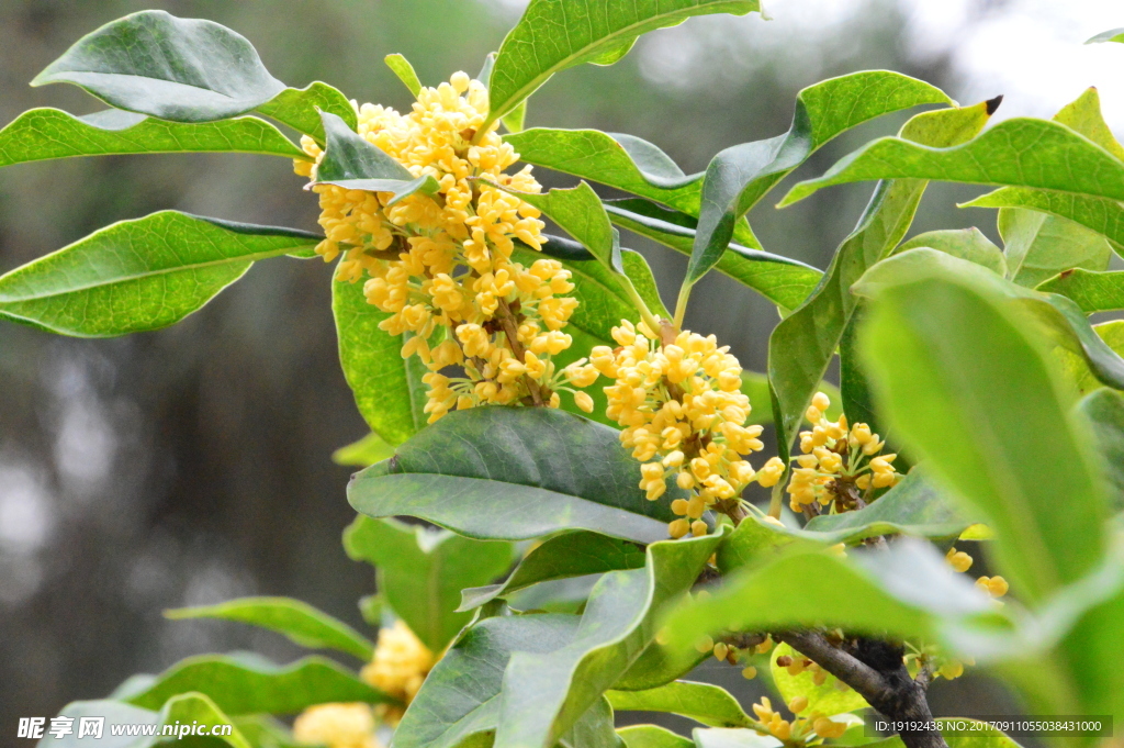 桂花