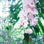 粉色花藤