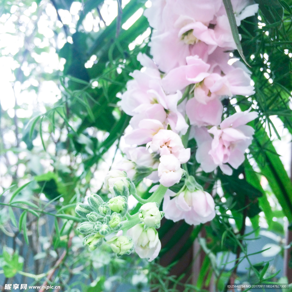 粉色花藤