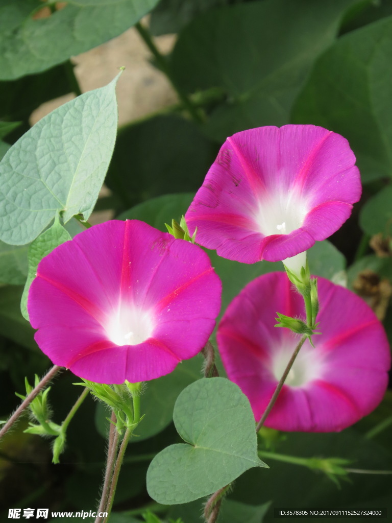 牵牛花
