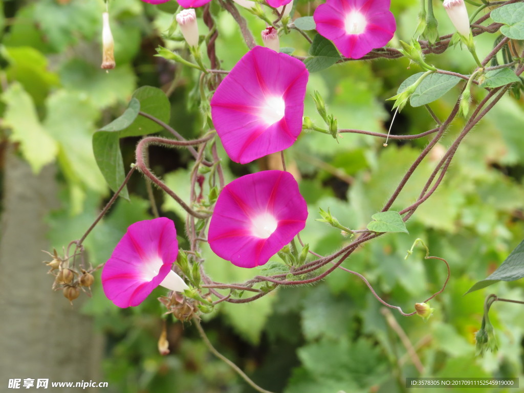 牵牛花