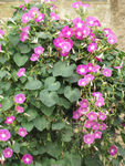 牵牛花